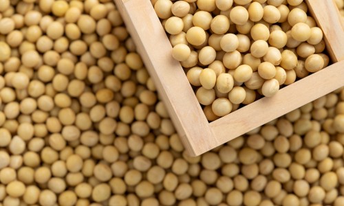 大豆营养价值及功效网 - 网站提供大豆的营养功效与作用小常识、大豆的功